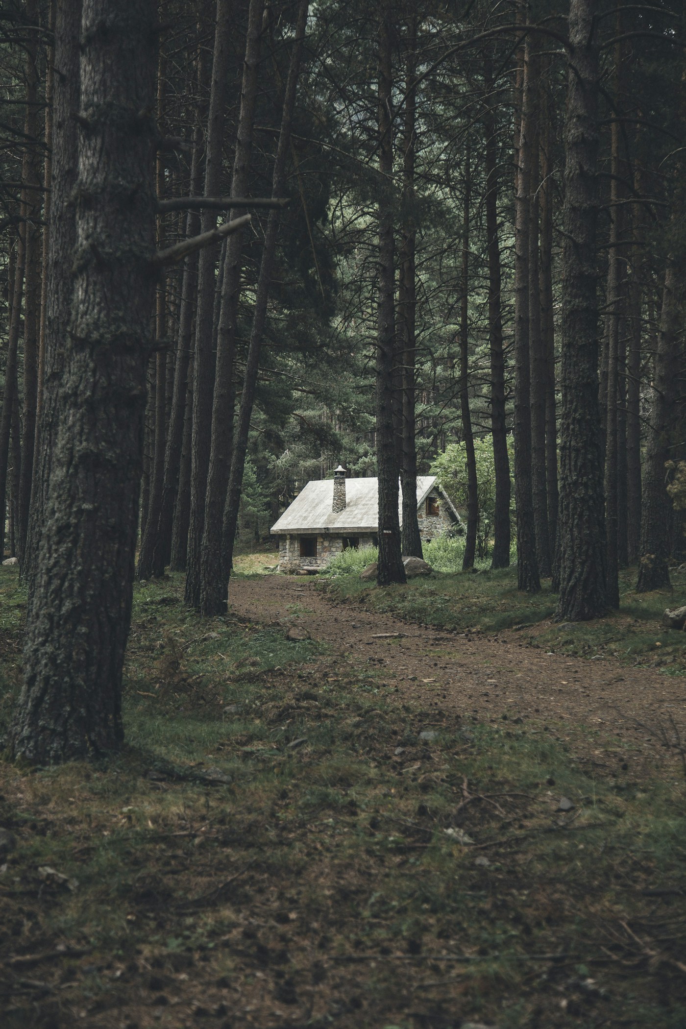A secluded stone vacation cabin among tall forest trees